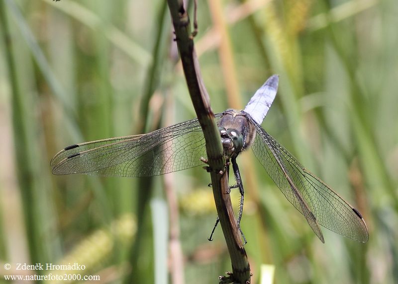 Black-tailed skimmer, Orthetrum cancellatum, Anisoptera (Dragonflies, Odonata)